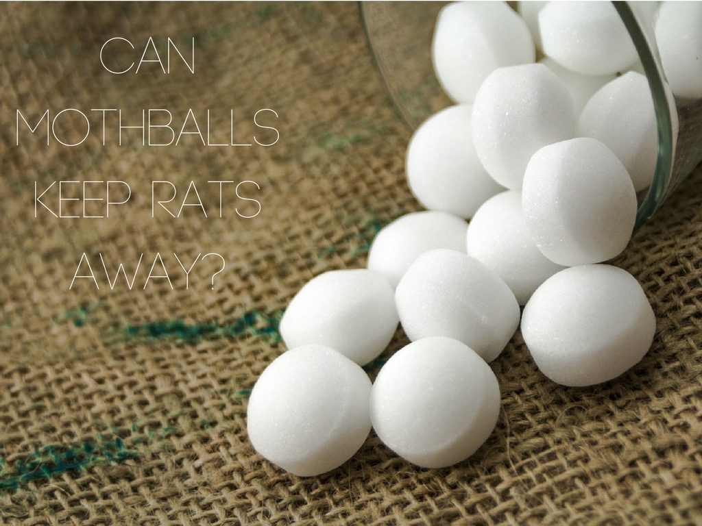 mothballs